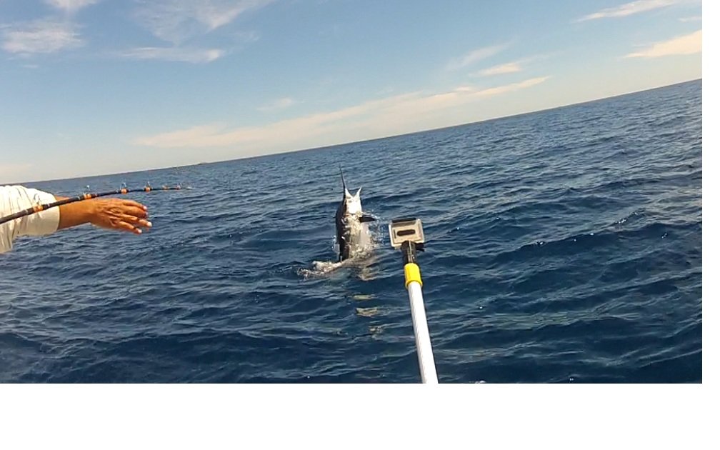 jumpingmarlin3_70be1a7b96dee2777ace2110a37ecc9f772d5003.jpg
