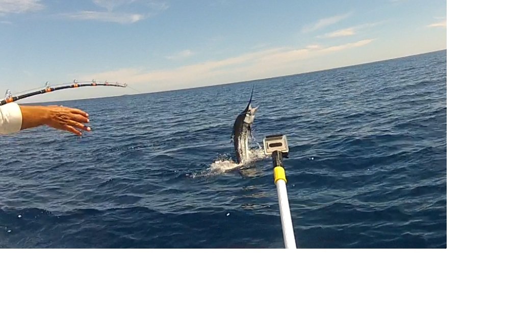 jumpingmarlin4_e6435d9c01ae1d8a9a9861a9bc3b0c23a07815d0.jpg