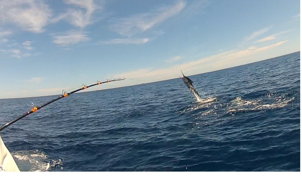jumpingmarlin5_4580c96bc60fe15aea37277a7ea4a59dc2662825.jpg