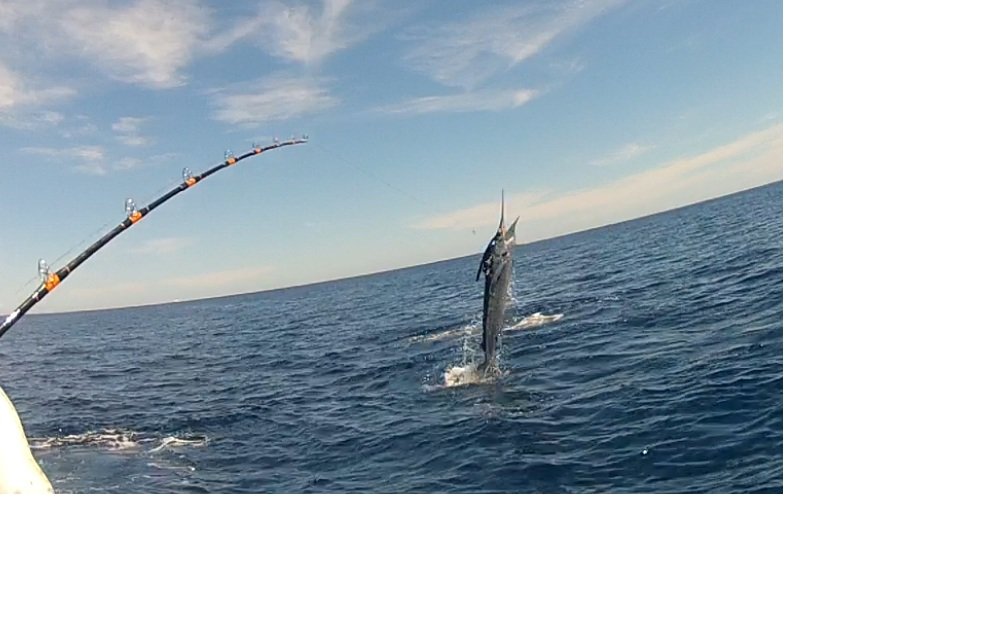 jumpingmarlin6_e14b59e60089d63e405373082fa914d9a8ddcd40.jpg