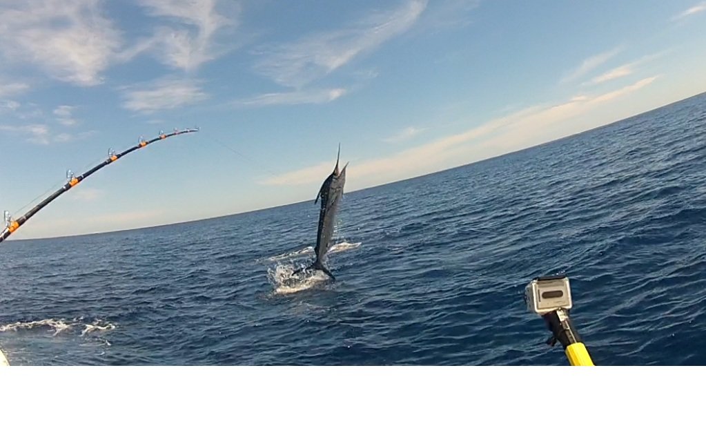 jumpingmarlin7_eeb4d6846a37febd62b1db37c419f8083a56c377.jpg