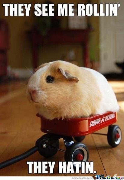just-a-guinea-pig_o_449616.jpg