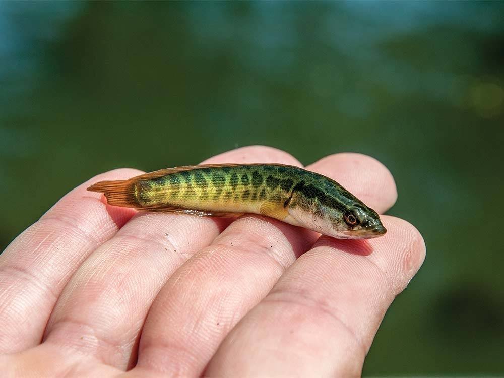 juvenile-snake-head.jpg