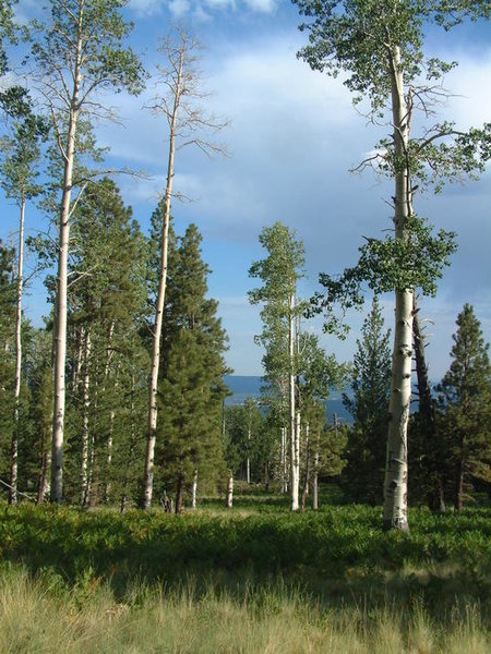 kachina flagstaff 2007 015.jpg