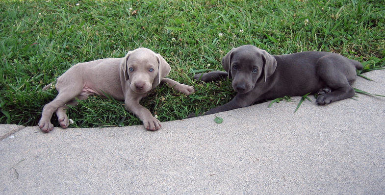 Kalli_Khloe_6weeks.jpg