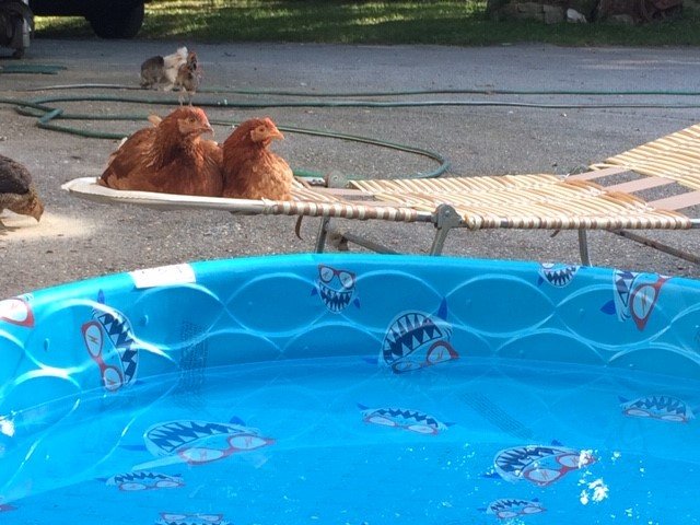 KiddiePool.jpg