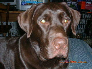 KidsandDogs004_a6f60f2cc757a559059506258c37448be6352abc.jpg