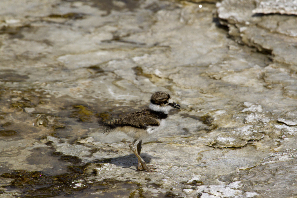 killdeer%20chick_zpss9jtsezm_0454ee191449121798d579fcc9208c78494d0ff5.jpg