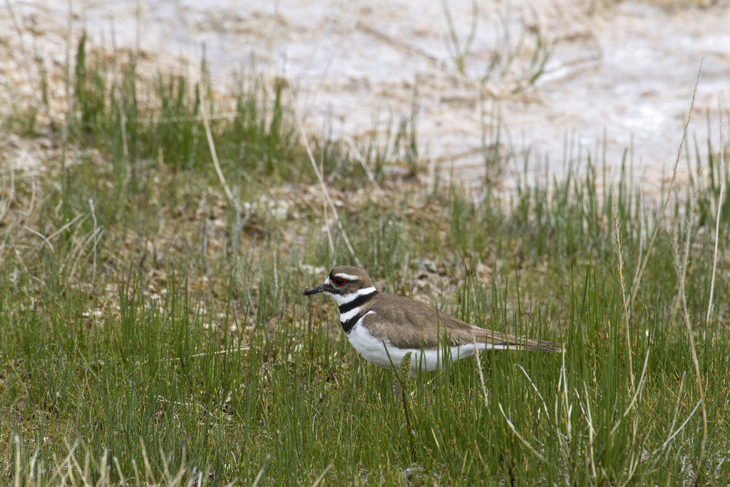 killdeer%20mom_zpso5jyk5nw_6e118608e889b14795b1d98e7695b2232c5c4ab7.jpg