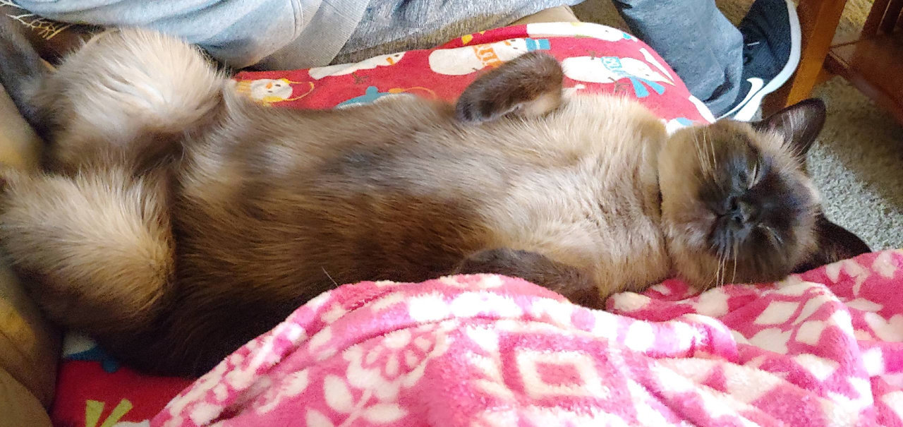 kimokat1.jpg