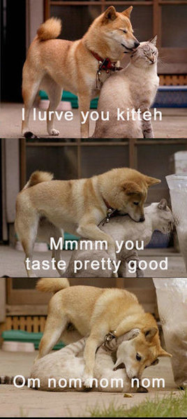 kitteh-1.jpg