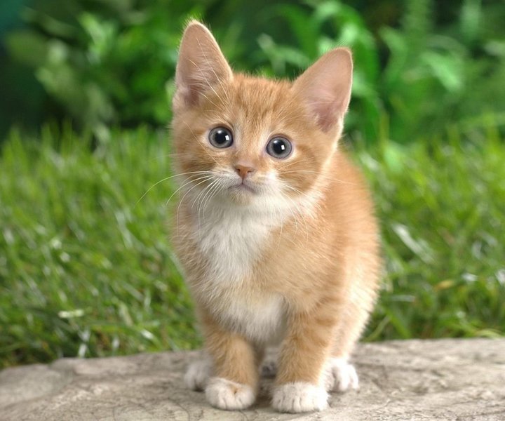kitten-03.jpg