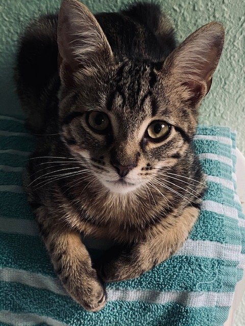 KITTEN 1.jpg
