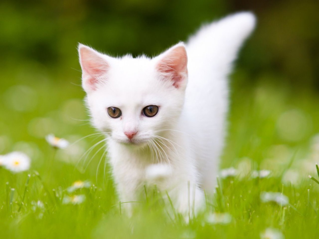 kitten-56a09ff83df78cafdaa36304.jpg