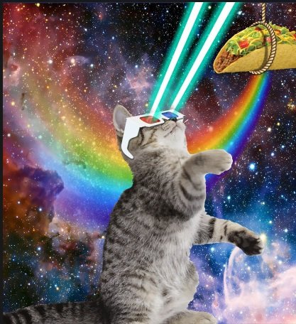 kitten.jpg