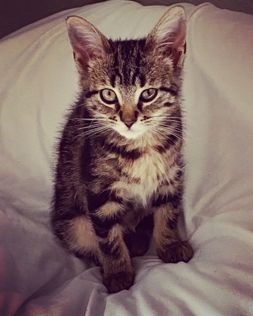 KITTEN.jpg