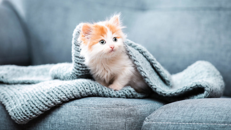 Kitten_FB_shutterstock_1308950197-scaled-980x551.jpg