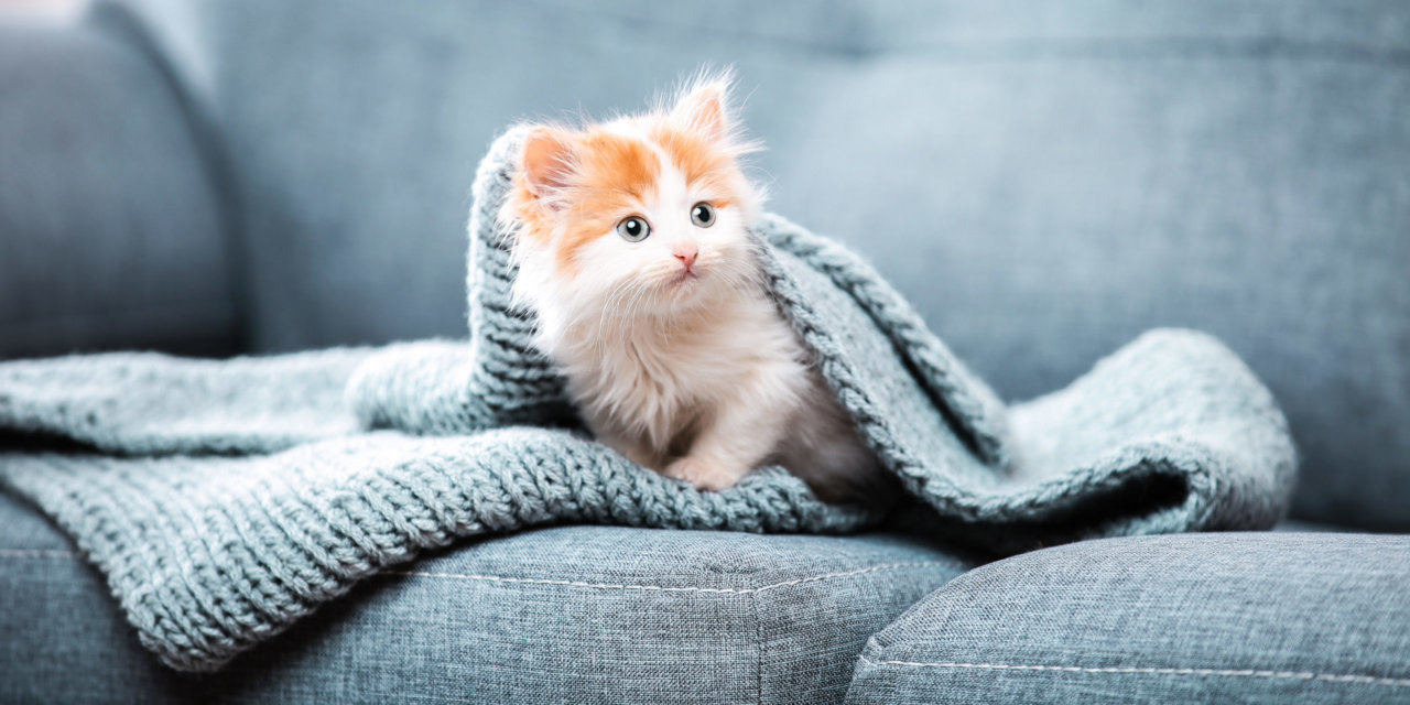 Kitten_FB_shutterstock_1308950197-scaled.jpg