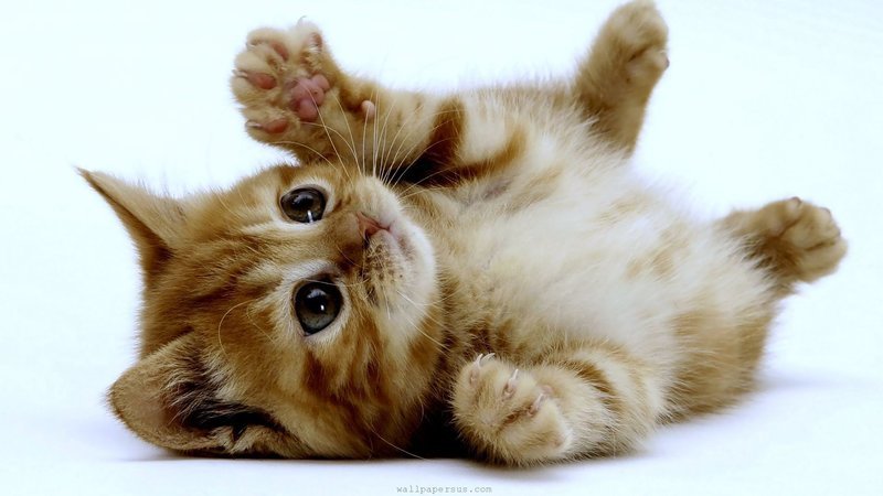 kittens-06.jpg