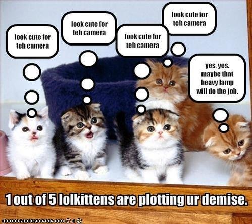 kittens.jpg