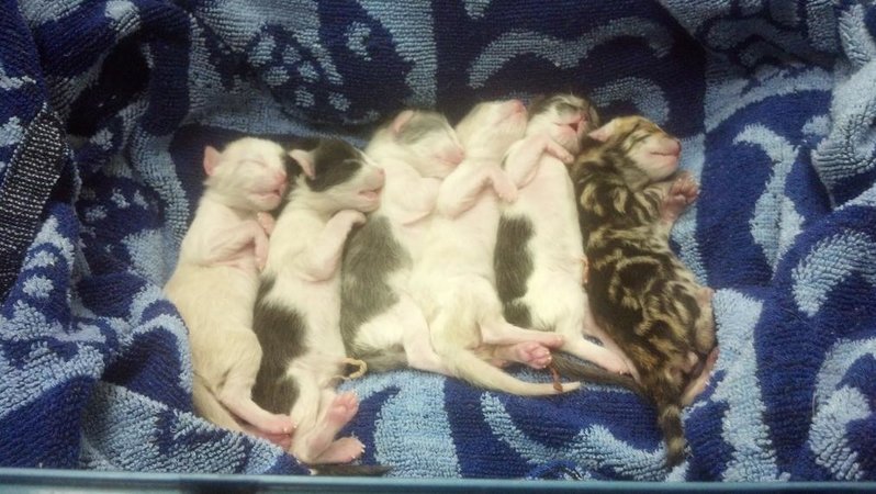 Kitteyyyys.jpg