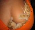 Kitty And Boobs.jpg