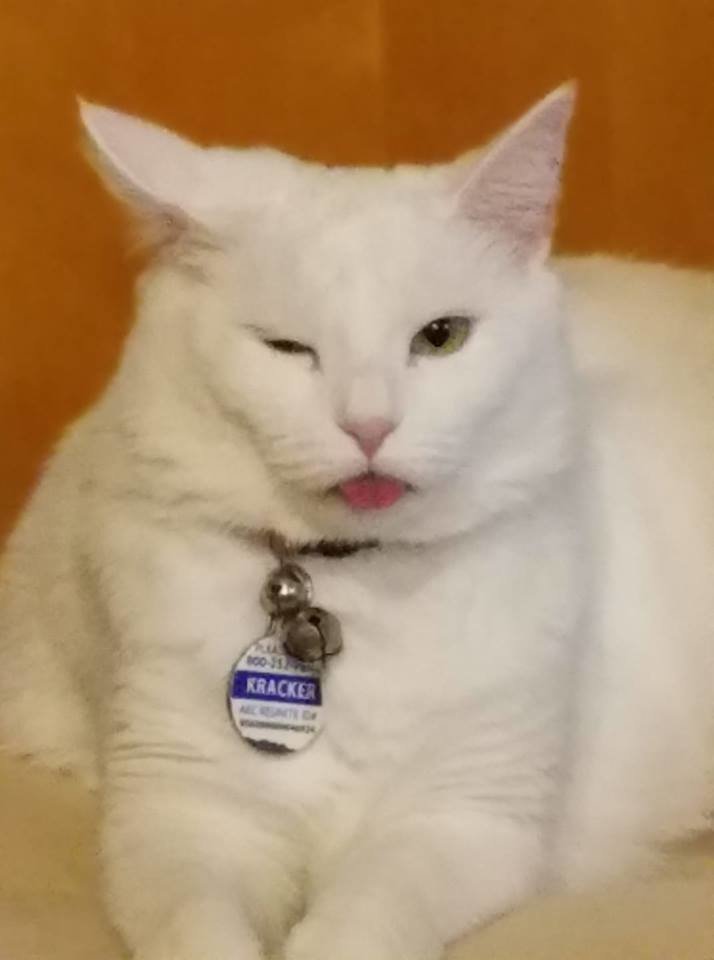kitty drunk.jpg