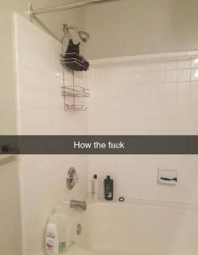 kitty-shower.jpg
