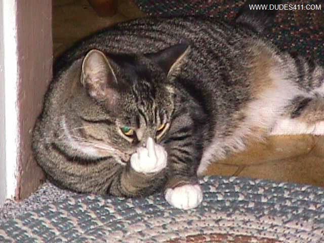 kitty_finger.jpg