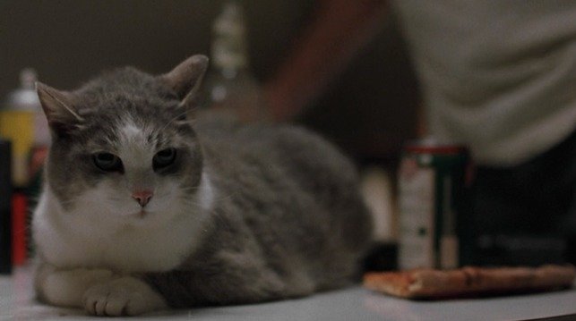 KittyCat.jpg