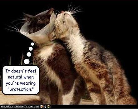 kittyloveprotection_f6a0dbc577388b5d419db1060b7bb3aa9c5eb5b1.jpg