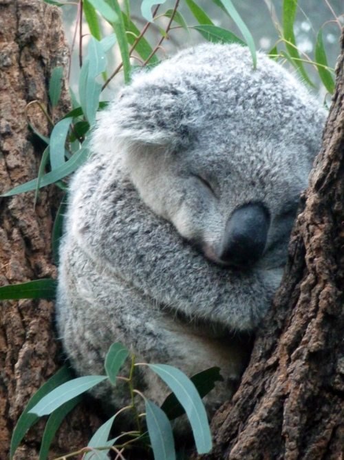 koala.jpg