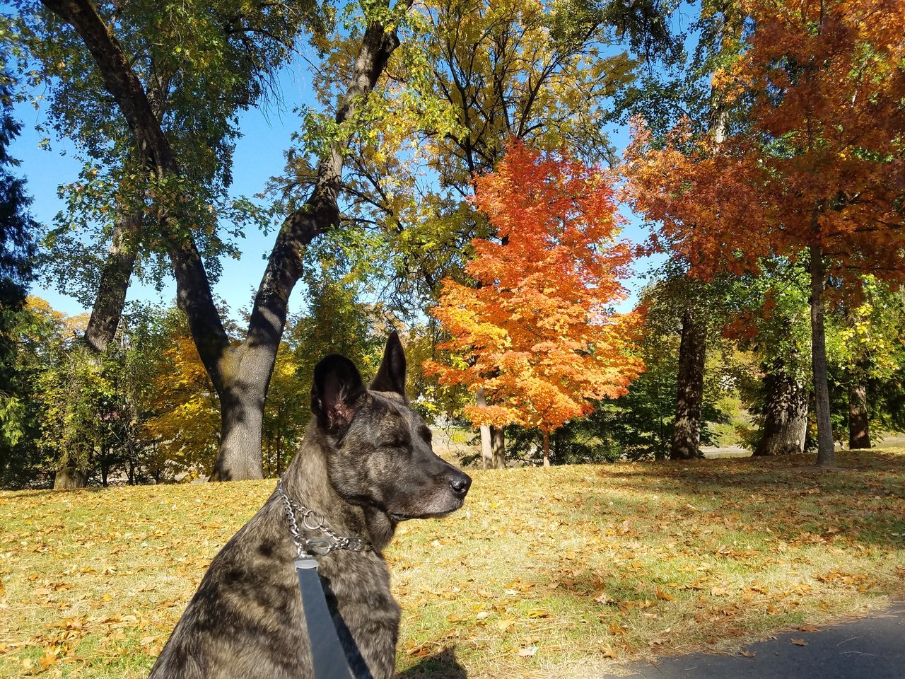Koda.jpg