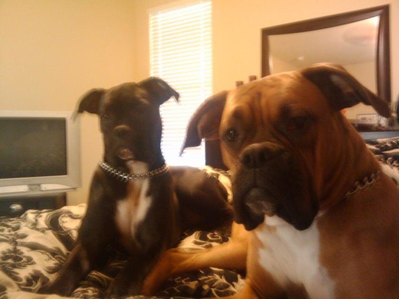 kojack&bella1.jpg