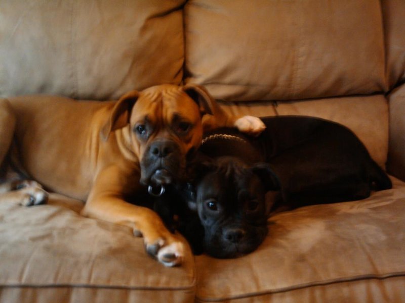 kojack&bella2.jpg