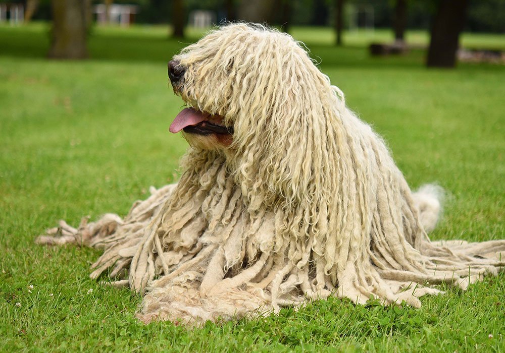 komondor-strangest-looking-dog-breeds.jpg