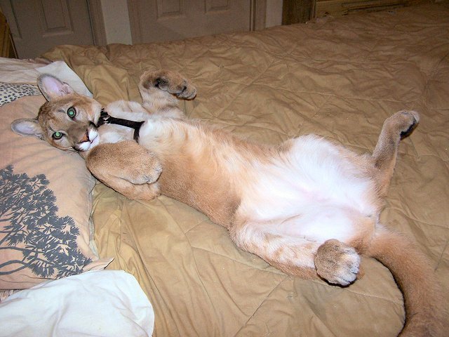 Kowe_Comfortable2.jpg
