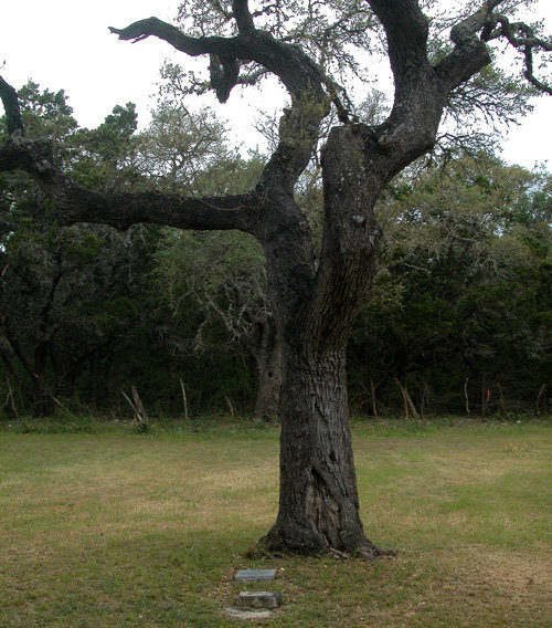 Kyle Hanging Tree(1).jpg