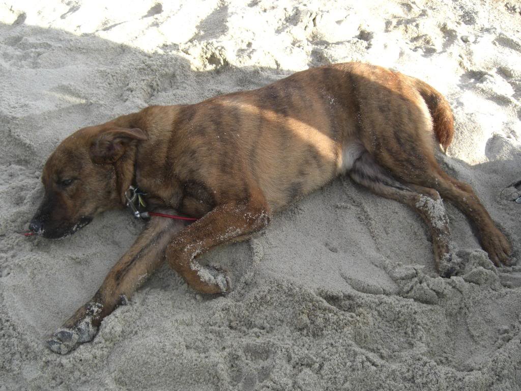 LaborDayBeach129_c49ad17fce403a7532512b8fef03ca8b5a782c89.jpg