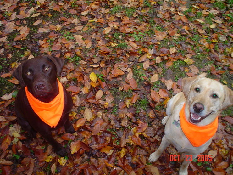labs and leaves.jpg