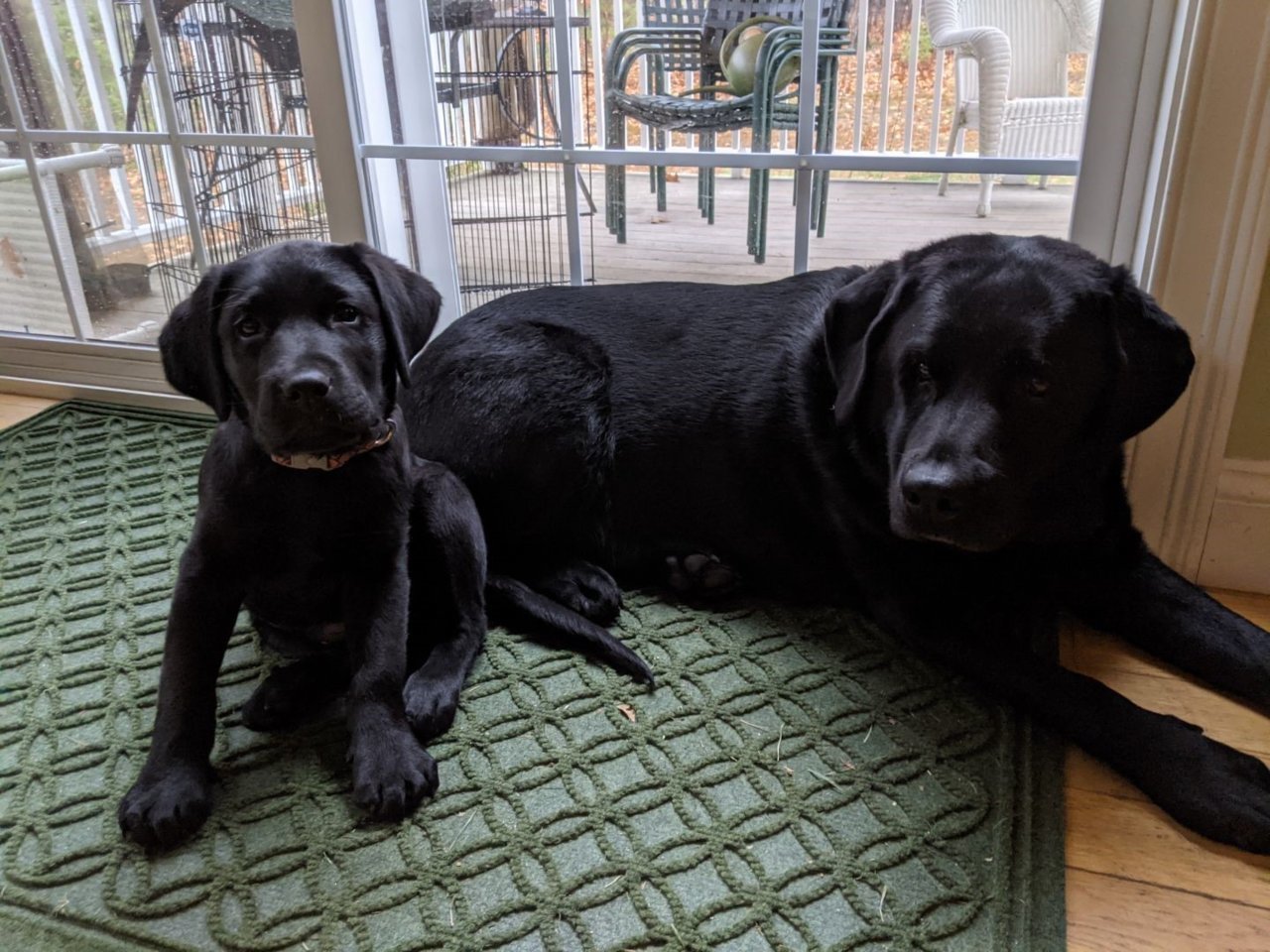 labs.jpg
