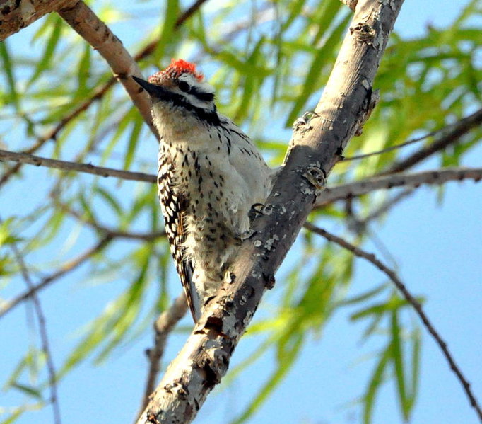 Ladder-backed Woodpecker.jpg