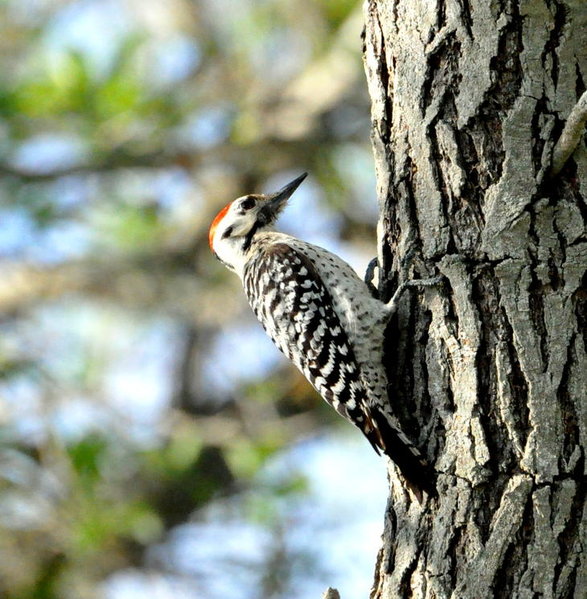 Ladderback Woodpecker.jpg