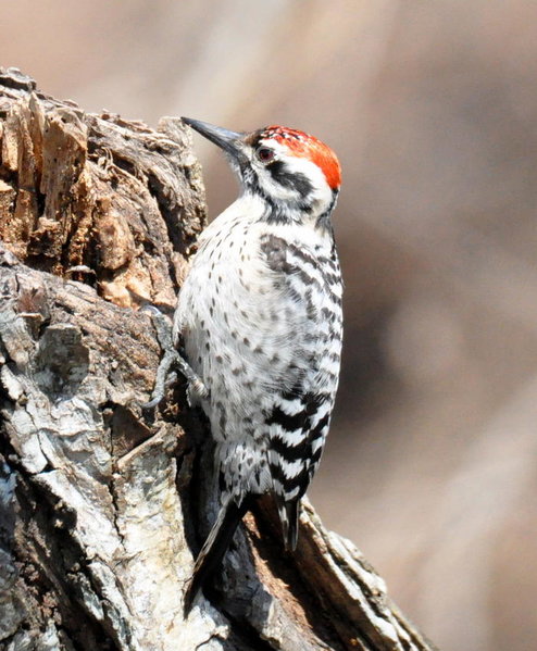 Ladderback Woodpecker.jpg