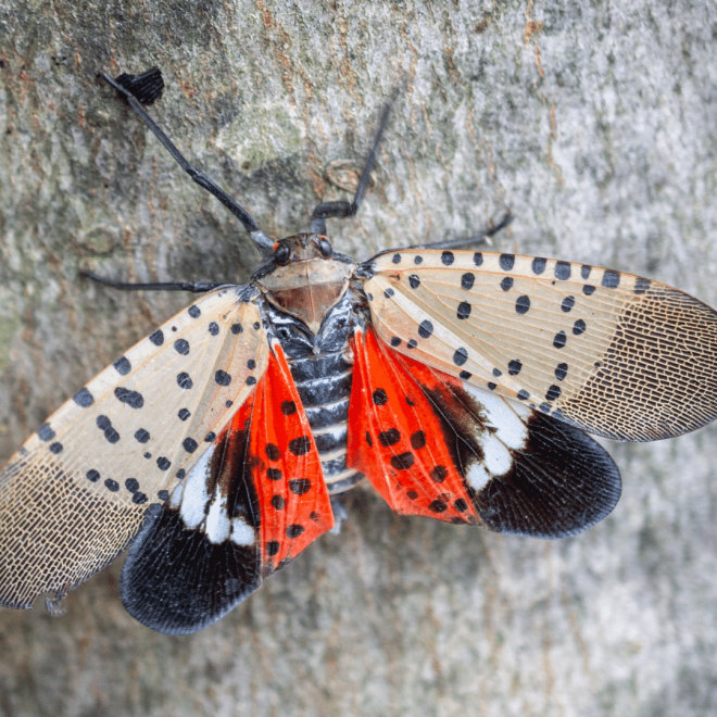 lanternfly-660x660.jpg