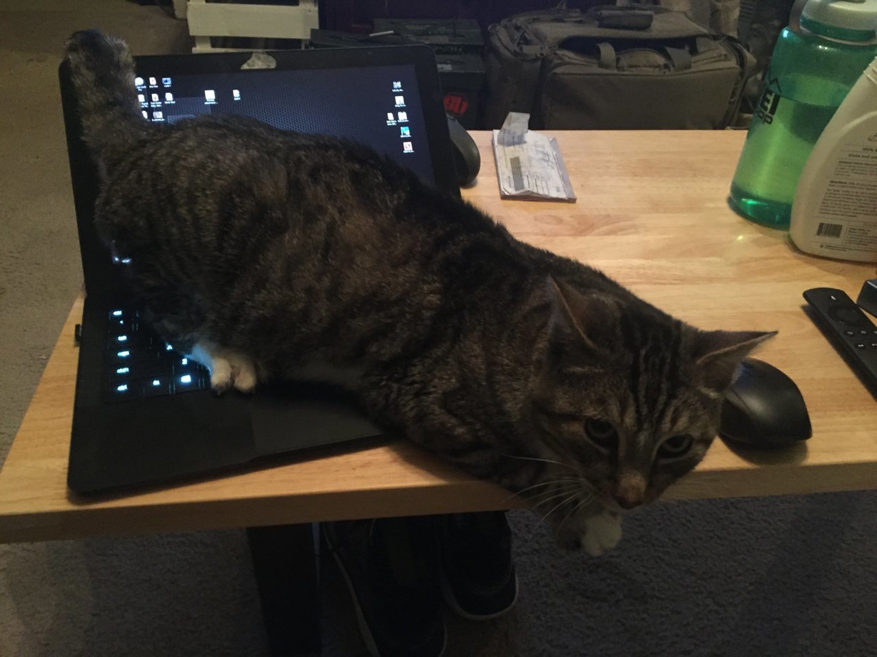 laptop_kitteh.jpg