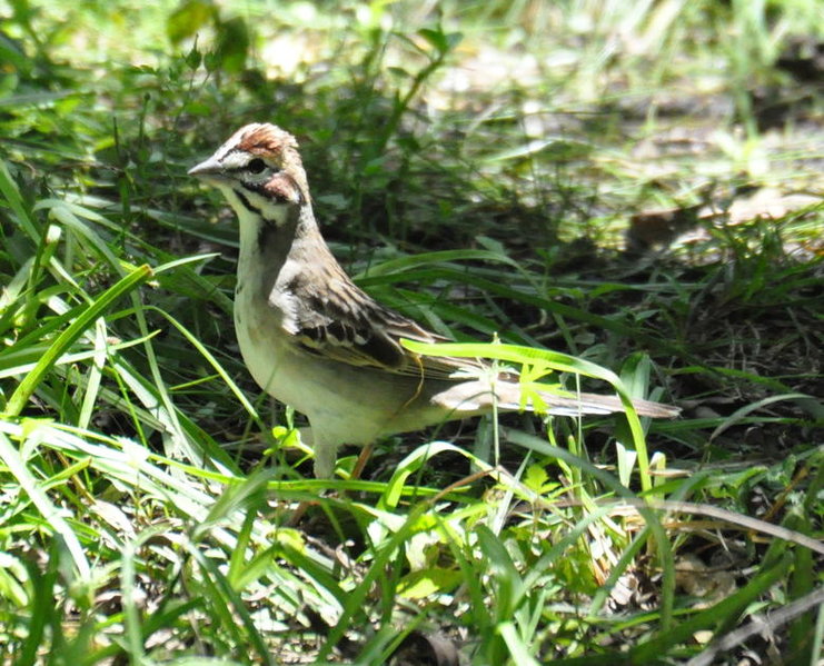 Lark Sparrow.jpg