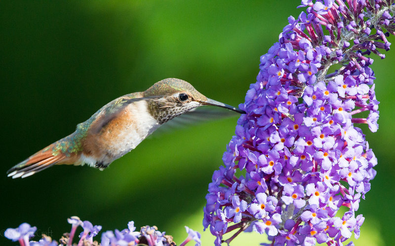 LastDayHummer2-DOII--7990-X2.jpg