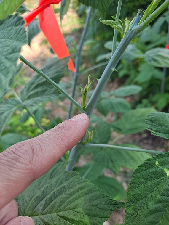 Lateralgrow.jpg