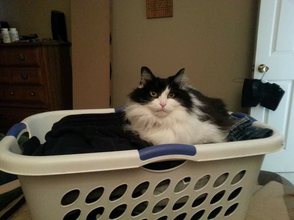 laundry basket.jpg